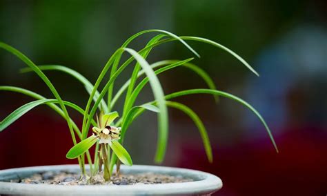 種蘭花的材料|蘭花種植指南：新手必學的蘭花栽培秘訣 